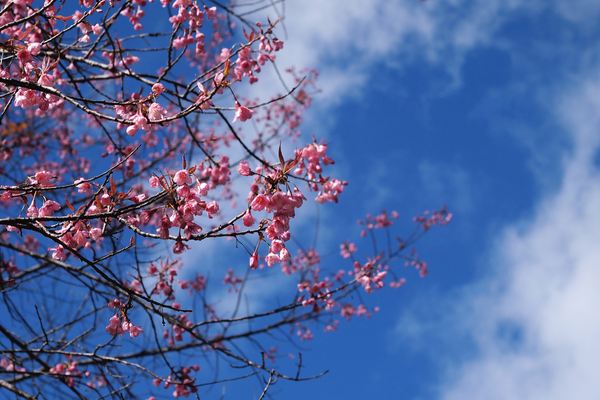 網(wǎng)名丨破碎感拉滿的繁體網(wǎng)名(詩意版)