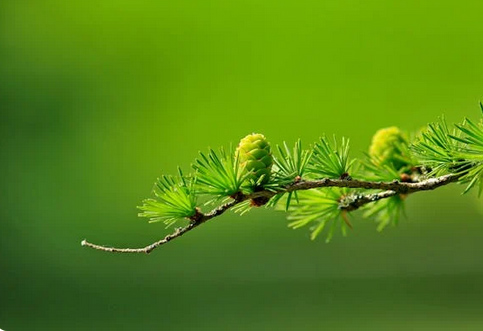 網(wǎng)名丨可愛又小眾的微信網(wǎng)名ID