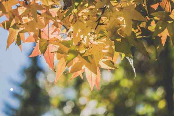 网名丨改个玩得菜又小众的网名ID