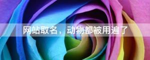 網(wǎng)站取名，動(dòng)物都被用遍了